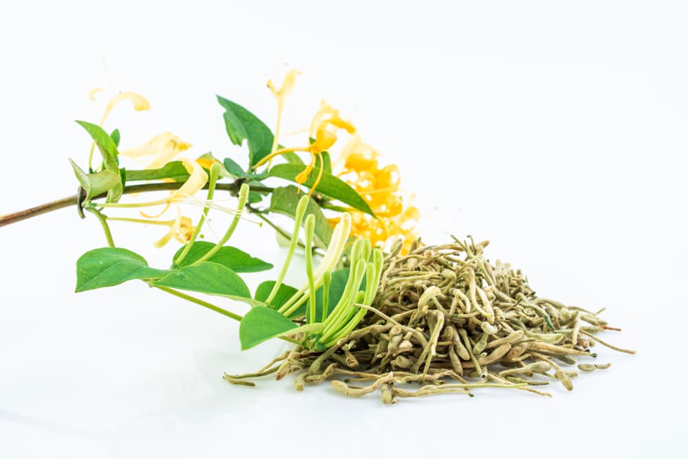 No obstante, el uso esotérico más popular de la madreselva tiene que ver con el dinero. Para fortalecer o mejorar nuestra economía, se enciende una barrita de incienso de madreselva durante unos segundos, se apaga la llama soplando y se coloca en el quemador hasta que se consuma.