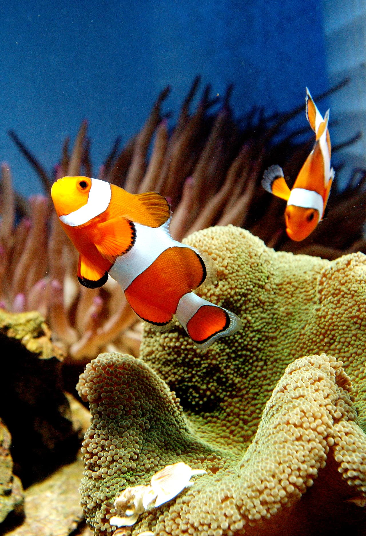 Marlín en Buscando a Nemo El hecho de que sea una película de niños no hace que pueda estar en el listado, el papá de Nemo de nombre Marlín es un pez payaso que demuestra todo lo que un papá es capaz de hacer por encontrar a su pequeño.