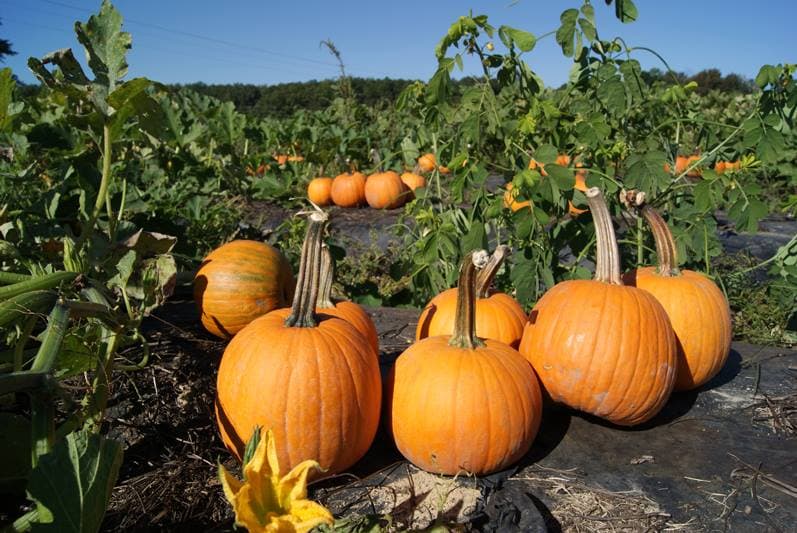 <b><a href="https://www.washingtonfarms.net/">Washington Farms (Watkinsville)</a></b>. Este huerto de calabazas del noreste de Georgia también te permite recoger tus propias calabazas con carretillas, perfecto para las calabazas gordas que son demasiado pesadas para cargar. No hay tarifa para visitar el huerto de calabazas aquí, por lo que solo pagarás por las calabazas que elijas.
<br>
<br>
<b><a href="https://goo.gl/maps/dns4dt3A7HtAkhhD9">Cómo llegar</a></b>