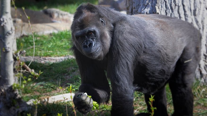 Muere la querida gorila Jo Ray K del zoológico Hogle de Salt Lake City