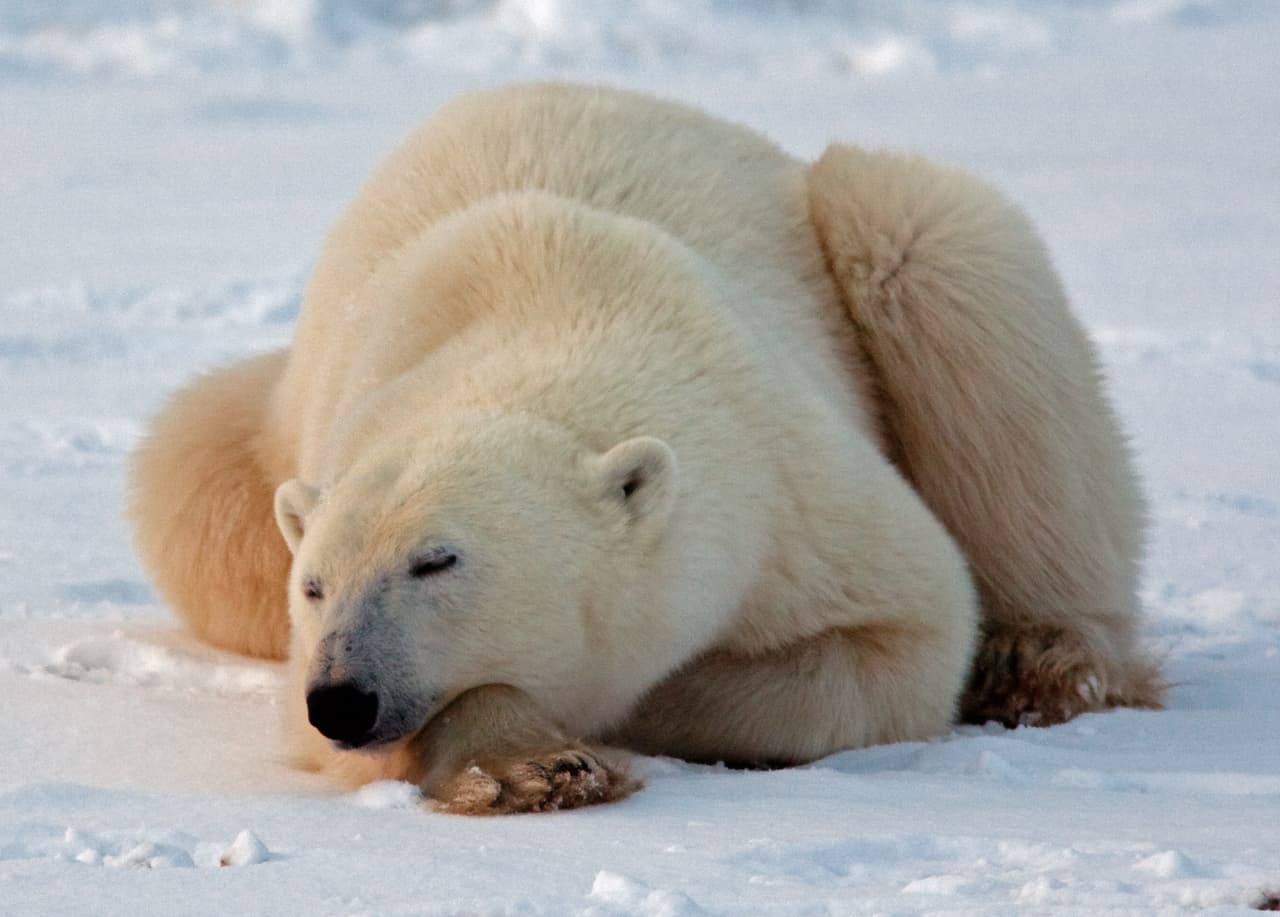 Tienen una vida mayoritariamente solitaria y nómade. Cubren hasta miles de millas en busca de comida.