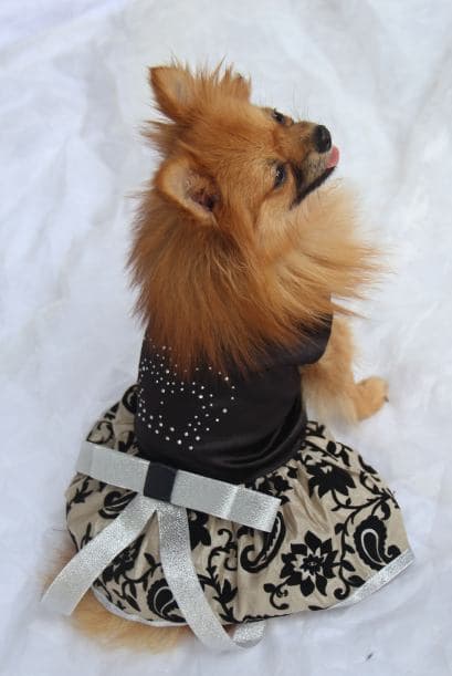 ¡Lucirá súper 'cute' y será la sensación! Ideal para llevarla a una cena especial.