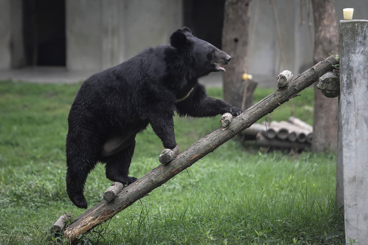 Es importante no dejar ningún tipo de comida en el auto, y asegurar que la basura sea depositada correctamente en los botes de basura anti-osos.