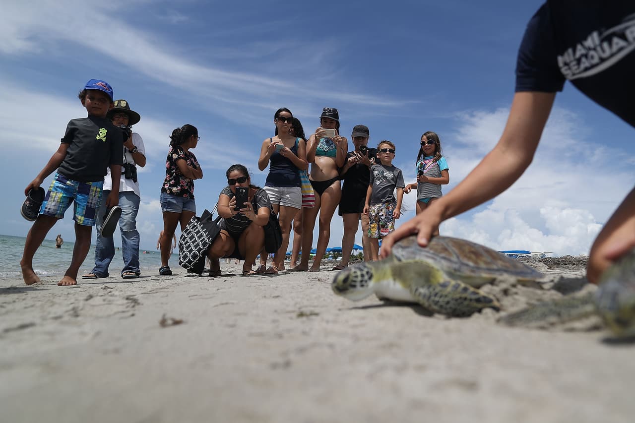 Tan pronto entraron al agua, las tortugas decidieron hacia qué dirección dirigirse, el océano Atlántico o la Bahía de Biscayne.