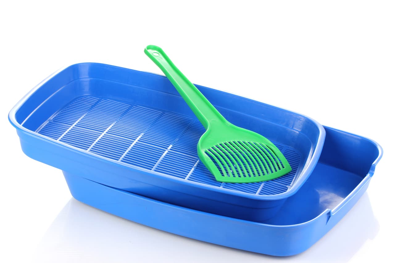 Sécala al aire libre hasta que sea hora de tu minino la pida.