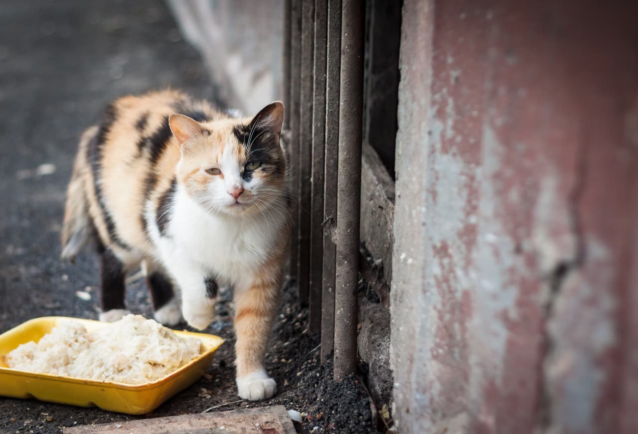 Si la arena y la caja ya tienen algún tiempo de uso, también necesitas enjuagarla tres veces.