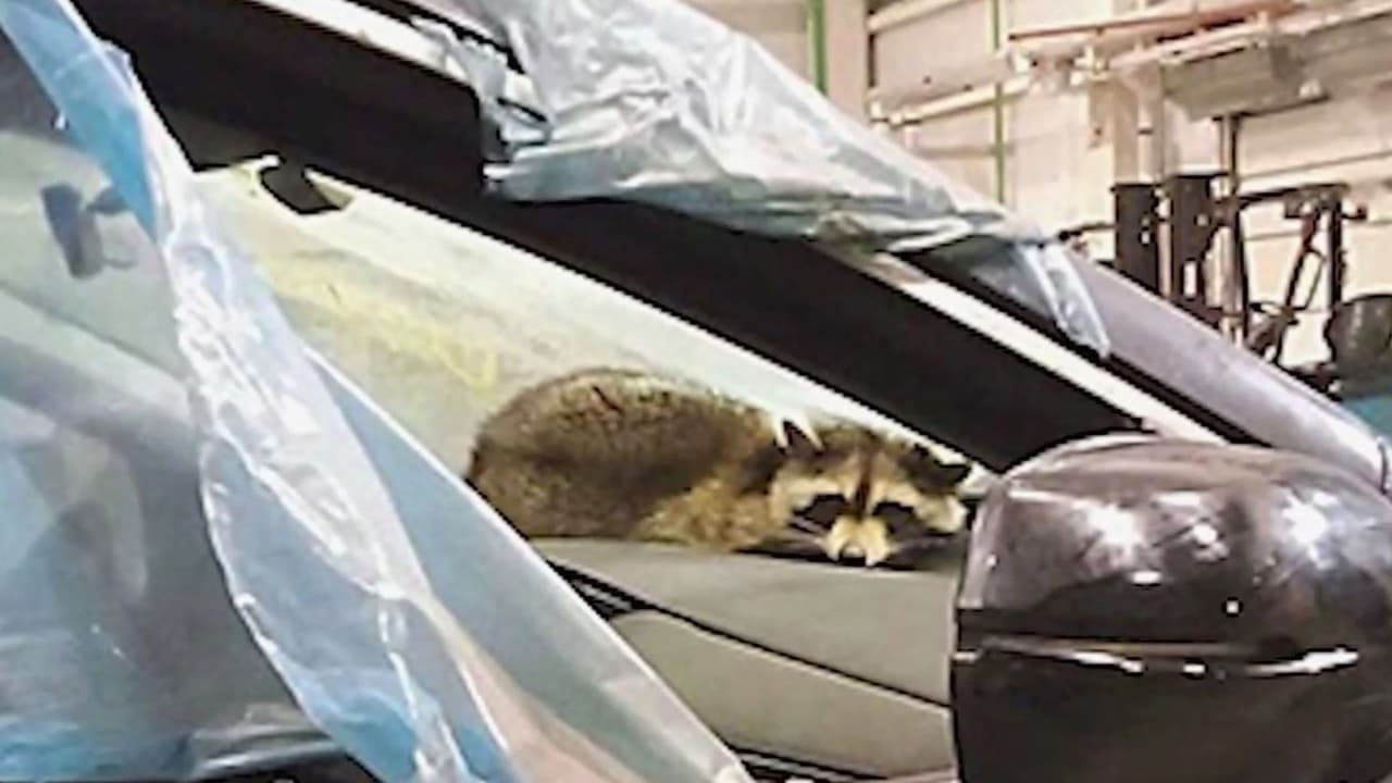 Mapache atraviesa el Atlántico sin papeleo y llega de EEUU a Europa escondido en un vehículo