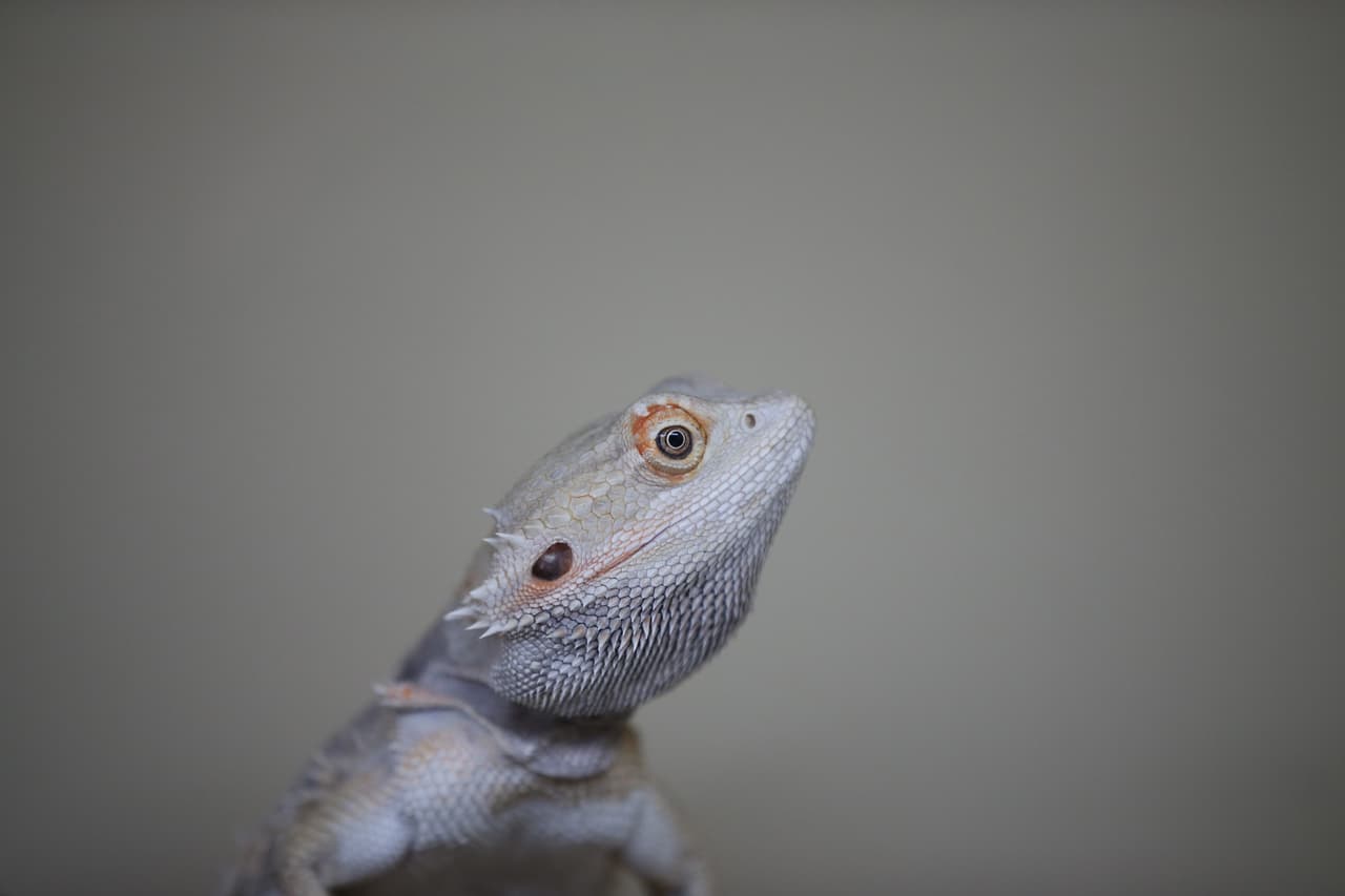 ¿Será que el dragón está agradeciendo con la mirada los cuidados que le dan?