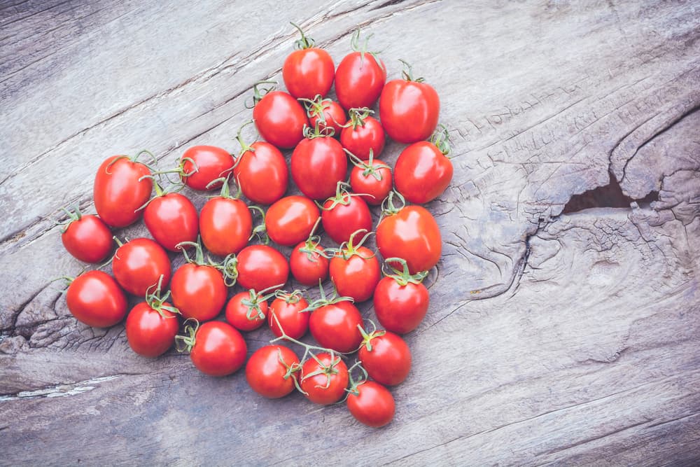 La planta del tomate pertenece a la familia de las llamadas 'solanáceas', entre las que se incluyen también la papa, el camote, la berenjena y el pimiento, pero lo interesantes es que en sus hojas y en algún grado el fruto, tienen pequeñitas cantidades de alcaloides tóxicos que tienden a desaparecer cuando ya están maduros.