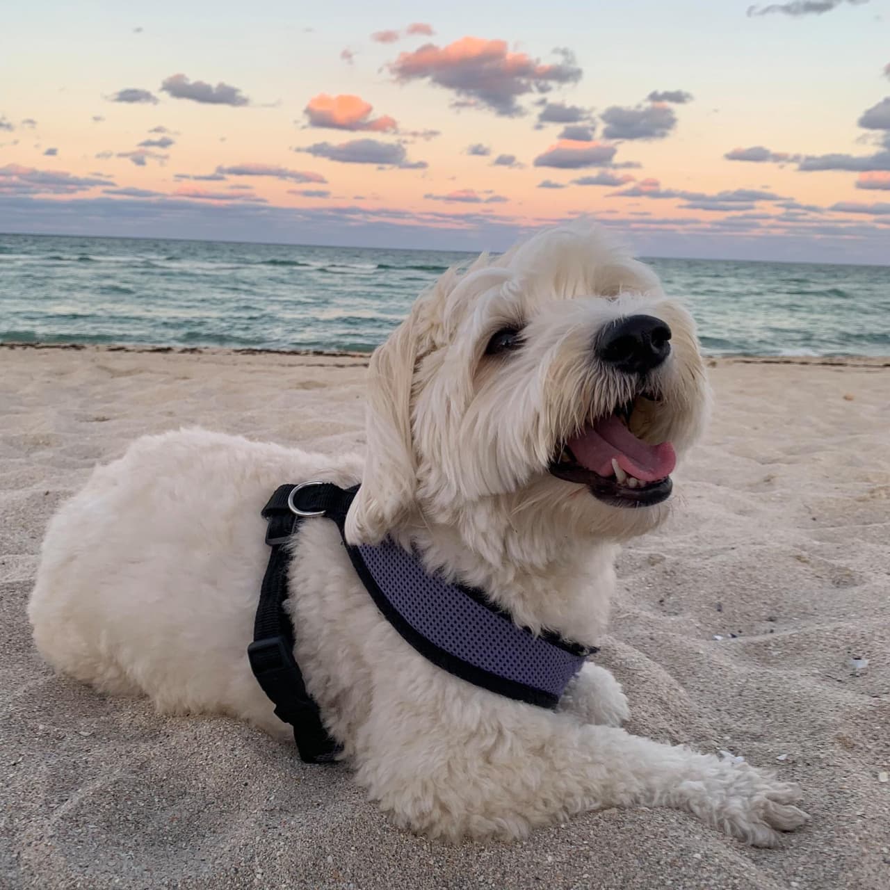 Leti “la consentida de la casa” como nos envía Dayana, disfruta de los días de playa, le encanta correr y jugar con la arena.