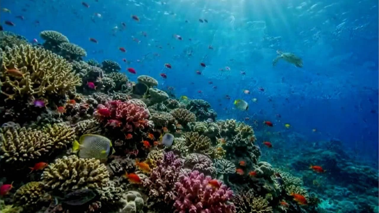 El calentamiento de los océanos amenaza a los arrecifes de coral: ¿Por qué podría provocar una devastación ecológica?