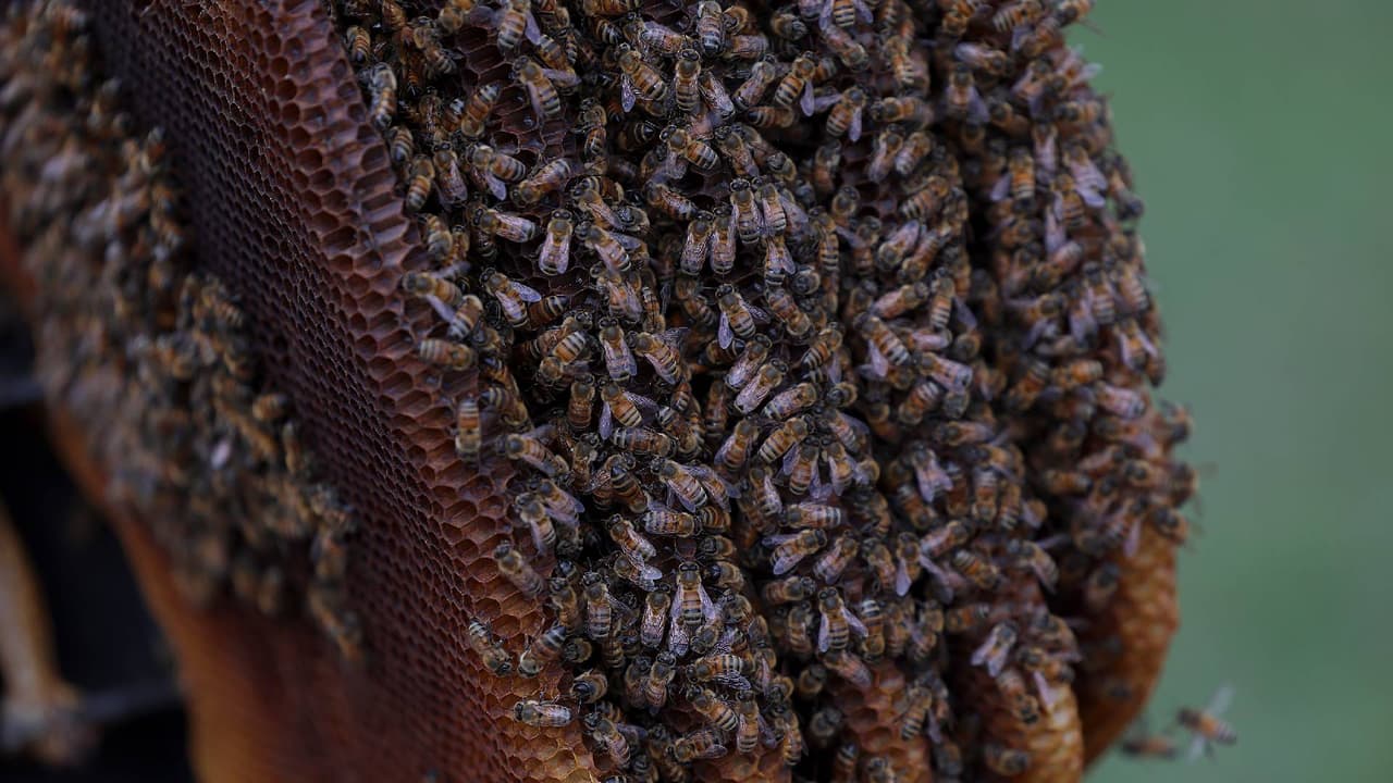 Los equipos usaron espuma para someter al enjambre y rescatar al hombre. No está claro cuántas veces fue picado o el alcance de sus heridas, según Arizona Fire and Medical Authority.