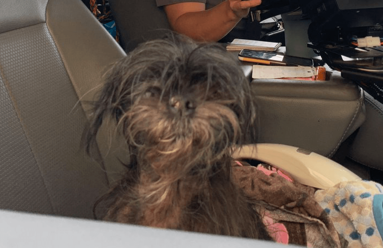 "¿Quién sabe las aventuras por las que ha pasado? Puede que necesite un viaje al veterinario, pero Changa nunca perdió la esperanza", lee el tuit del Departamento de la Policía de Round Rock.