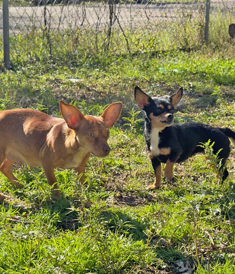 Además de donaciones, siempre se necesitan voluntarios que mantengan el refugio funcionando y otros que puedan recibir cachorritos en sus hogares, mientras los animalitos, gatos y perros, consiguen una familia definitiva.
