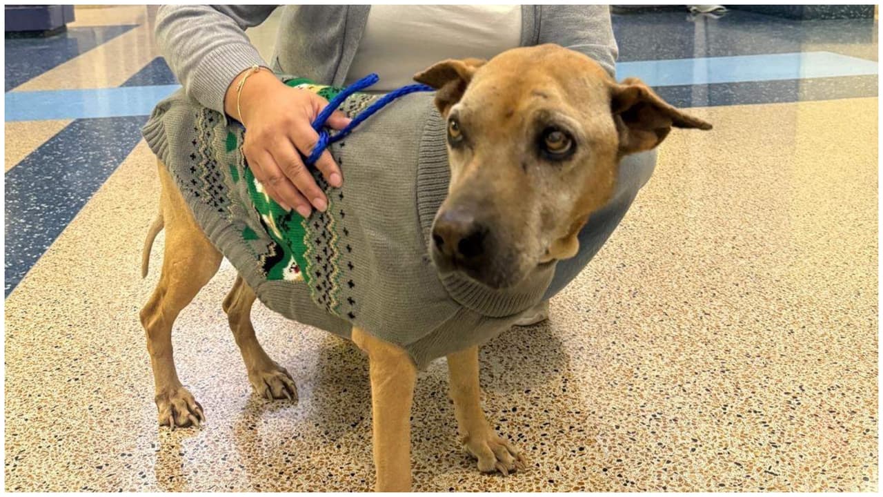 Creyó que su perra había muerto y se reencontró con ella 10 años después 
