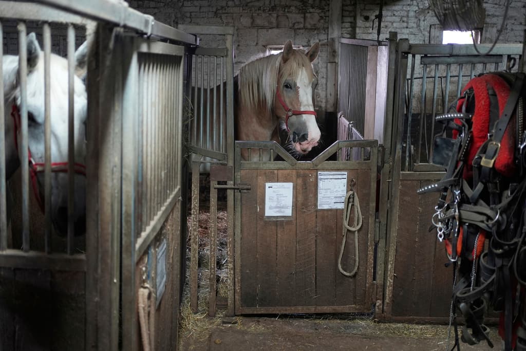 Si hay algo que la medida 
<b>garantiza</b> es que 
<b>ningún caballo</b> de los de esta industria será trasladado 
<b>a un matadero</b>, contó Julie Menin, presidenta del Concejo de NYC.