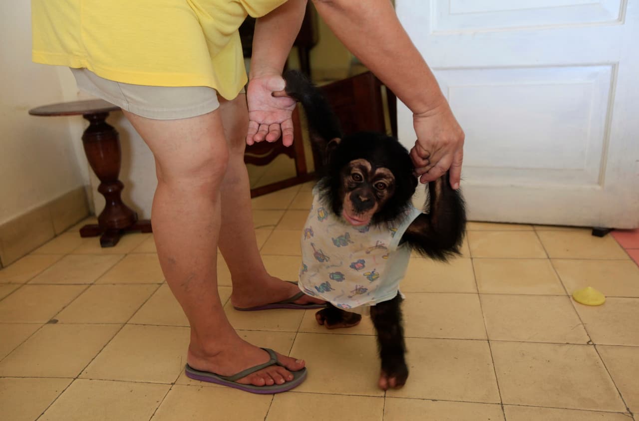 Anumá, aged eight months, learning to walk with the help of Cuban biologist Marta Llanes, 62, in her house in Havana. September 8, 2016.