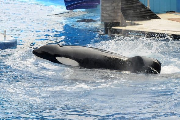 Las mejoras incluyen barandales alrededor de la piscina y redes para poder sacar lo antes posible a un entrenador en caso de que caiga al agua.