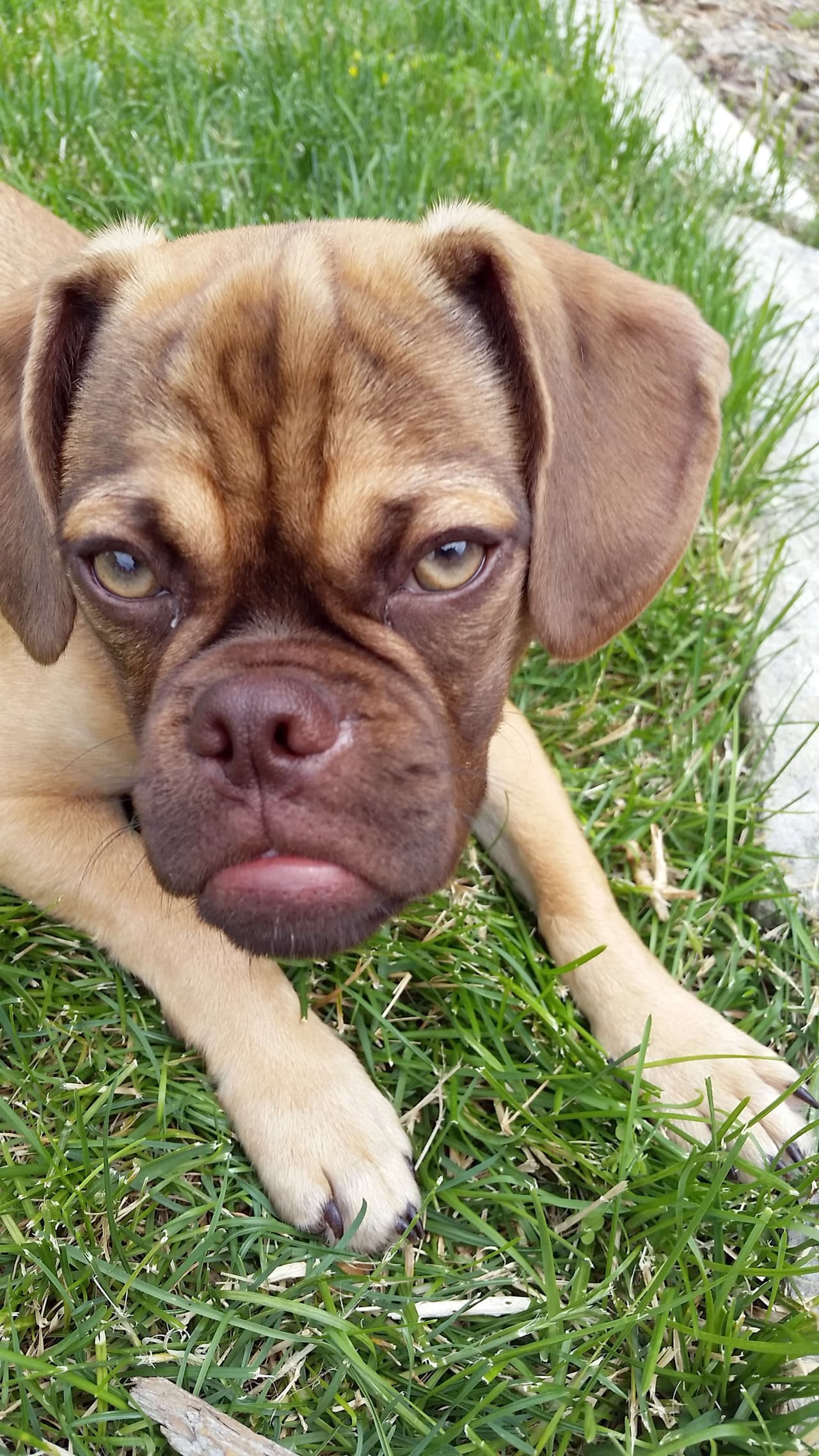 No siempre está enojado, simplemente así es su cara.