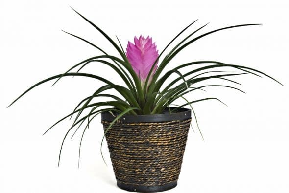 <b>2. Bromelias. </b>De múltiples hojas largas y curvas, las bromelias son plantas epífitas, es decir, que crecen sobre otras plantitas y se aprovechan de sus nutrientes. No necesitan de mucho riego, una vez a la semana bastará, pero durante los meses de más calor, dos veces serán suficientes. Colócalas en un lugar donde le dé la luz indirectamente.