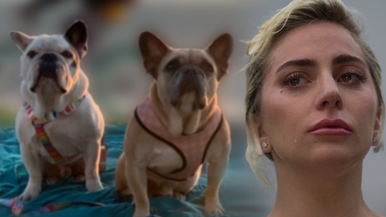  Policía de Los Ángeles no busca a los perros de Lady Gaga: la artista pide ayuda para recuperar a Gustav y Koji