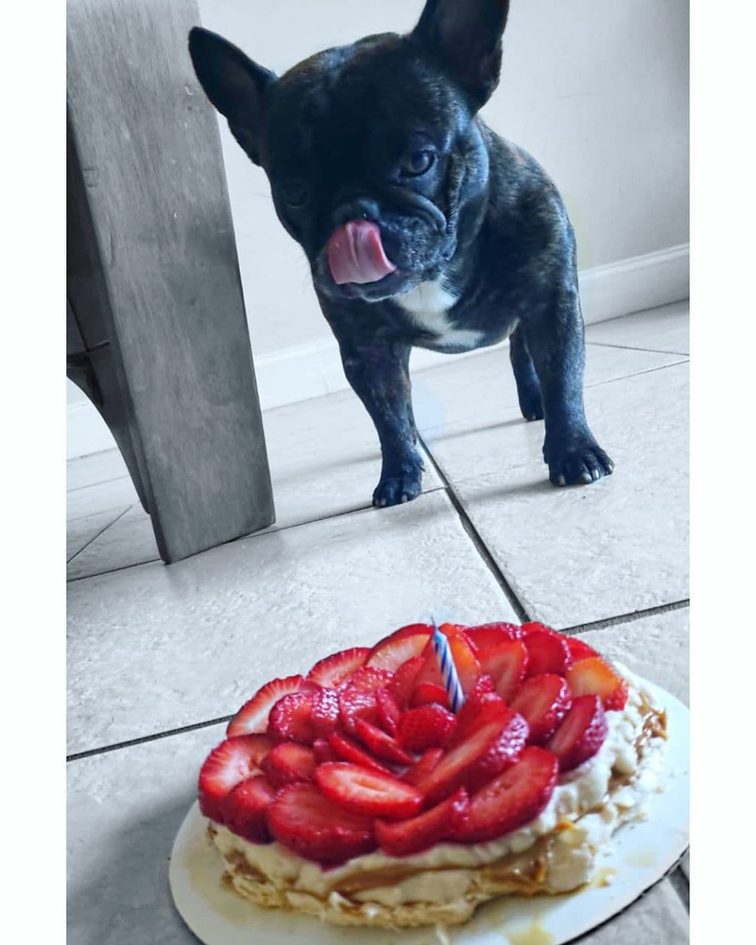 Lorenzo, de Yisus, parece todo un consentido. Aquí lo vemos saboreándose un delicioso postre del chef.