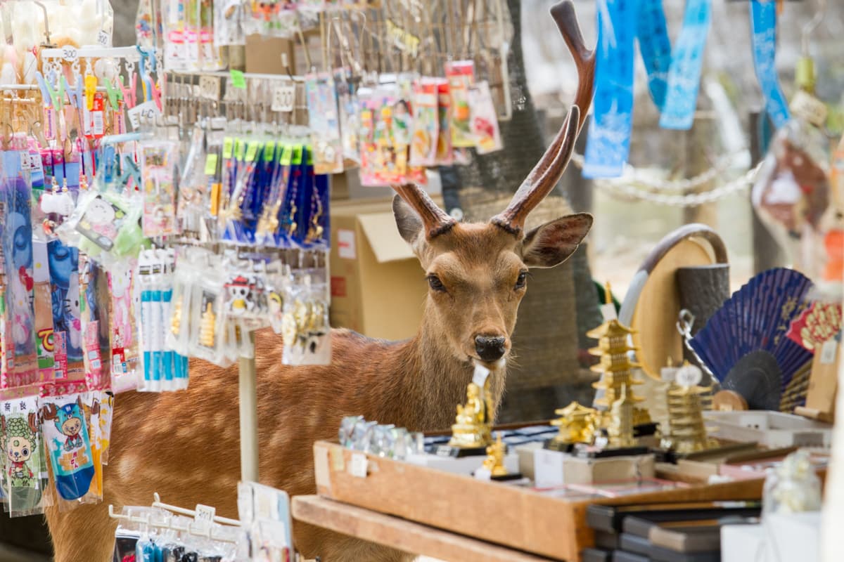 Entre coloridos suvenires y pintorescos mercados cualquiera se puede topar con un reno que a juzgar por su mansa relación con los humanos se comportan ya como animales domesticados.