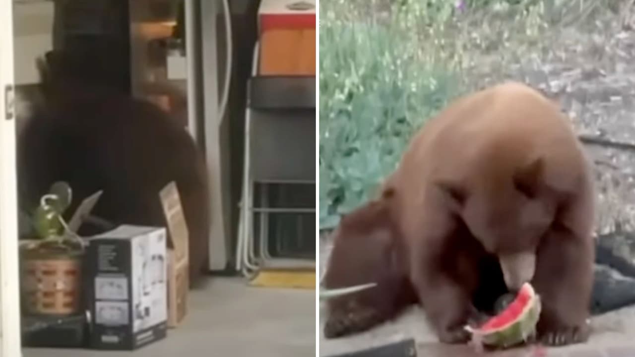 Captan a oso buscando comida en un refrigerador.