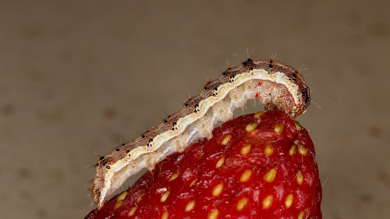 Las condiciones más secas y cálidas ralentizan sus ciclos de vida. Las polillas ponen menos huevos y el crecimiento de las orugas se ralentiza.