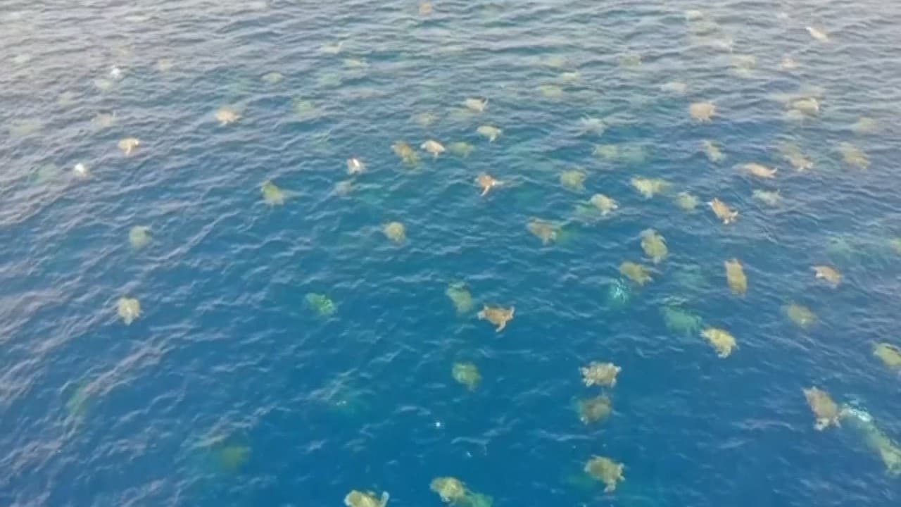 Mira en este video cómo el uso de drones en Australia ayuda a contabilizar a otra especie de tortuga marina, la tortuga verde, que está en peligro de extinción.