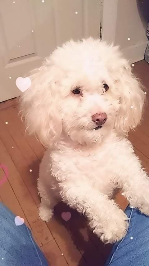 "Ella es Tory, mi princesa" de Rocío Hernández.