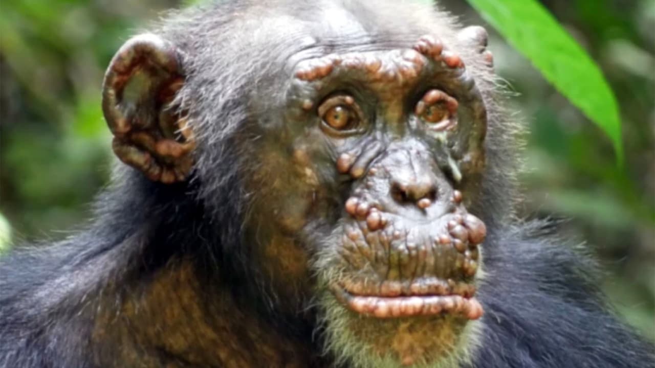 📸 Lepra en chimpancés salvajes: Primera vez que la enfermedad es captada en alguna especie no humana