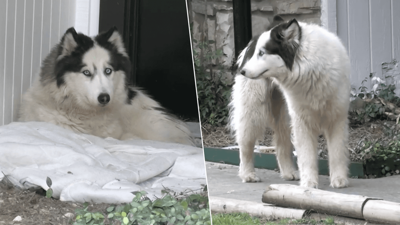 La historia del perro tipo husky que espera a que su dueña, quien fue asesinada, vuelva a su casa en San Antonio