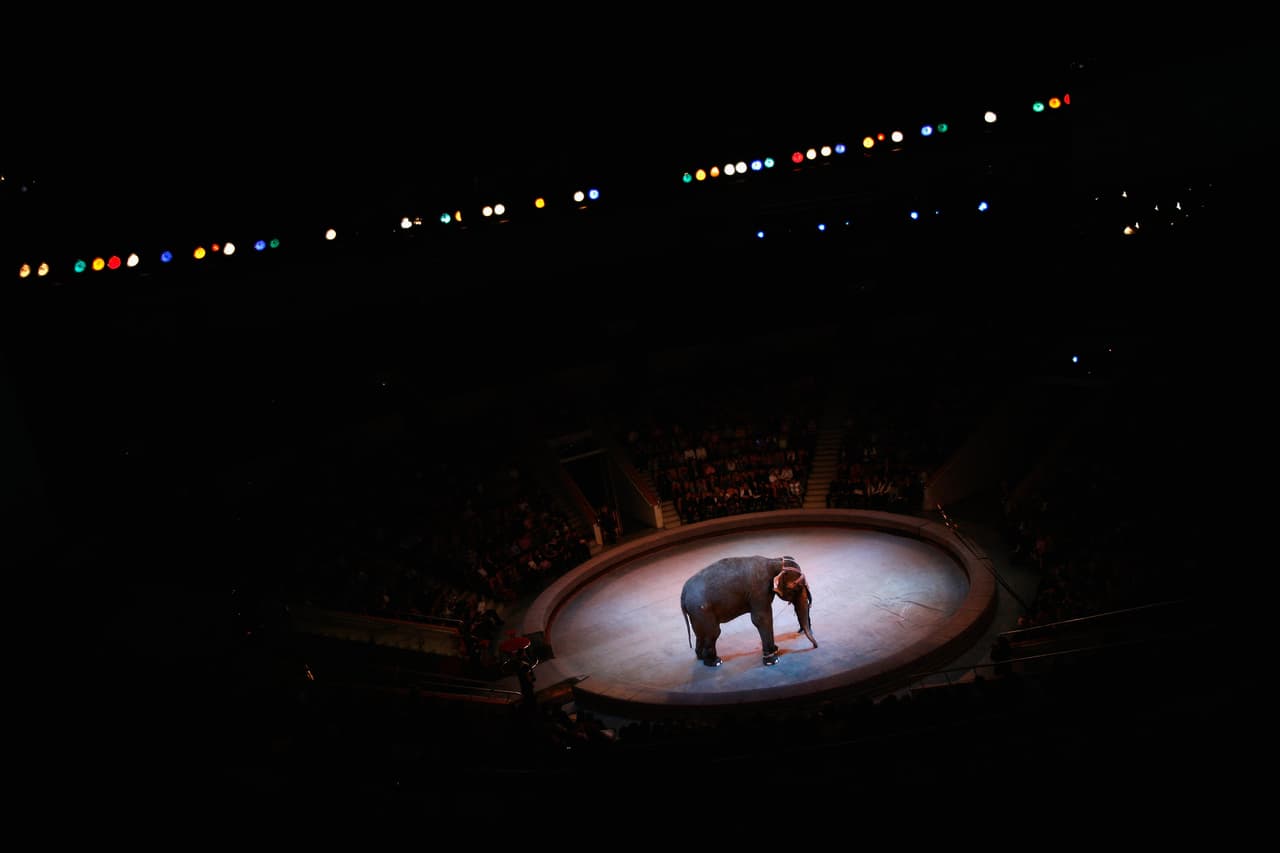 En su sitio web el circo Garden Bros. celebra "más de 100 años entreteniendo a las familias de toda Norteamérica". Propiedad de la compañía Stellar Entertainment, tendrá presentaciones en Pembroke Pines el lunes 11 y el martes 12 de noviembre.
