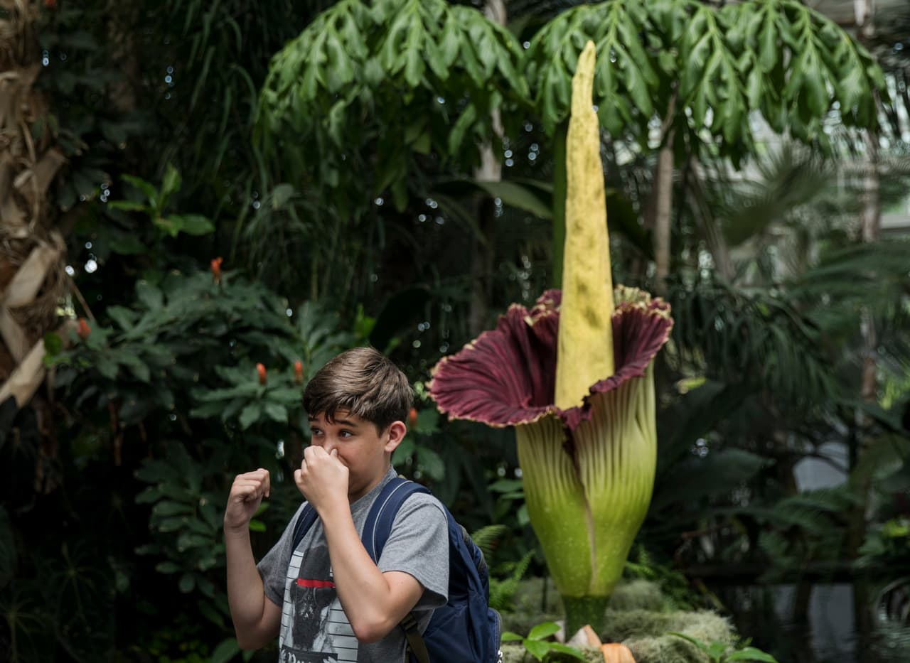 La Amorphophallus Titanum, una de las flores más grandes del mundo