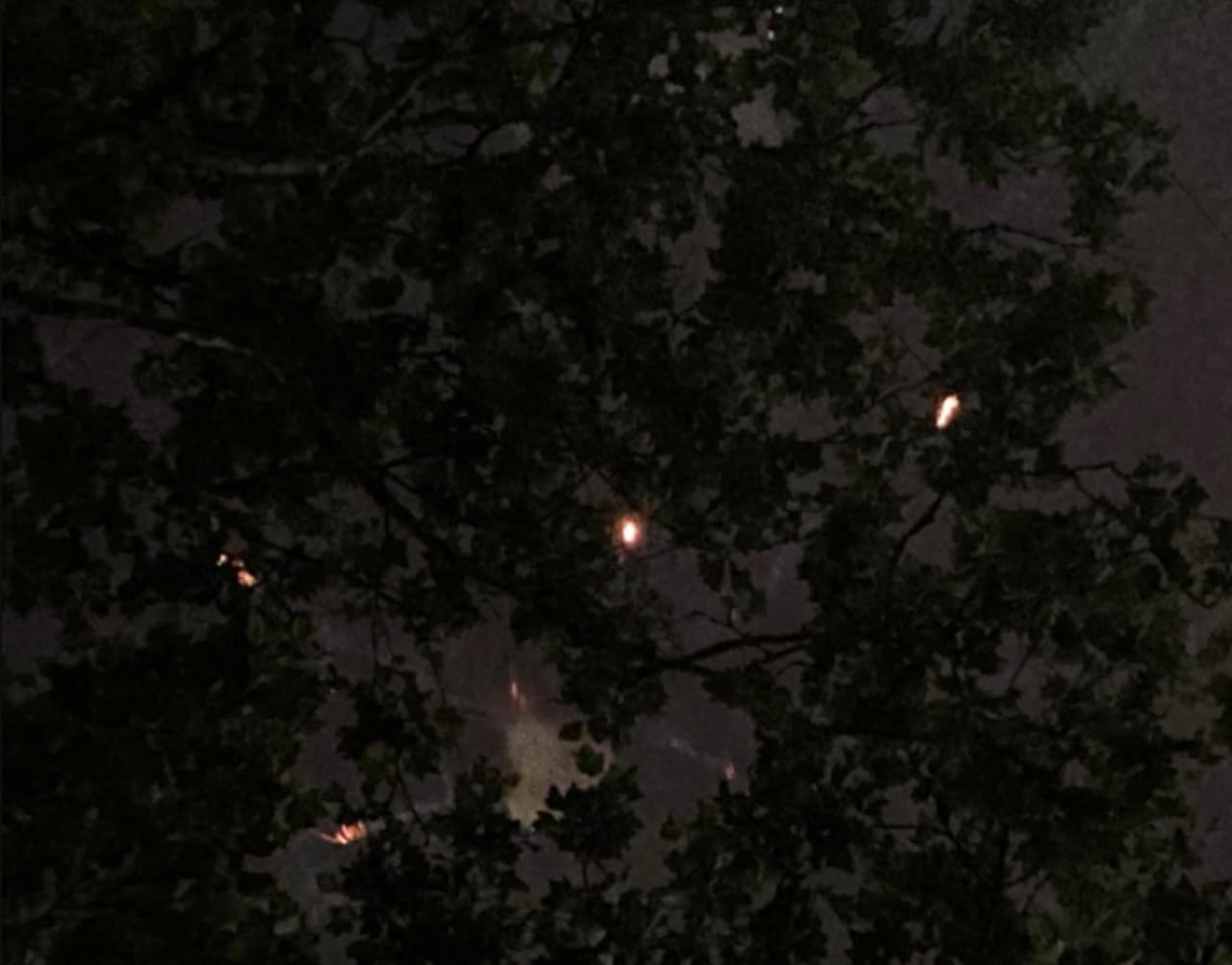 En otros lugares, el cielo estaba completamente obscuro, pero se iluminó con los fuegos artificiales y,
<b>Marlene Losano</b>, las captó detrás de estas hojas.