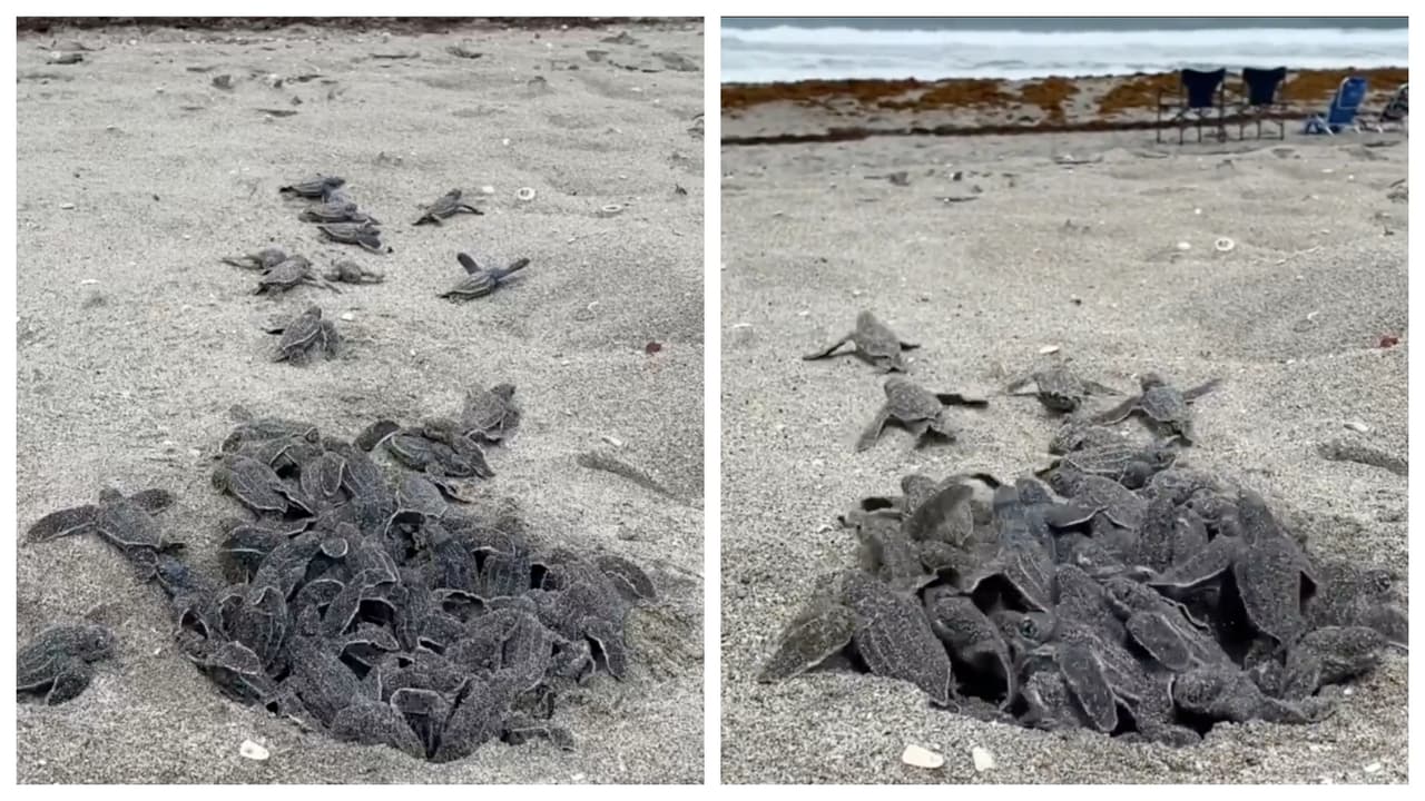 Captan en video decenas de crías de tortugas marinas saliendo de su nido en playa de Florida