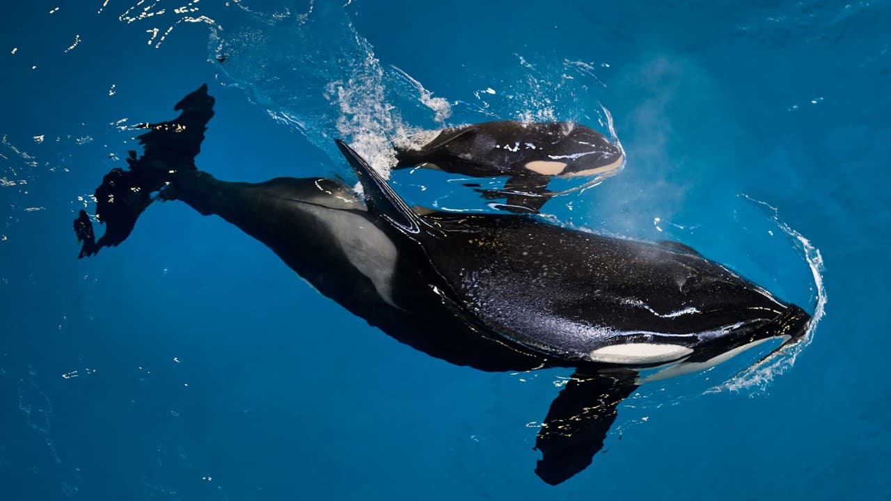 SeaWorld anuncia el nacimiento de la última orca en cautividad en sus centros
