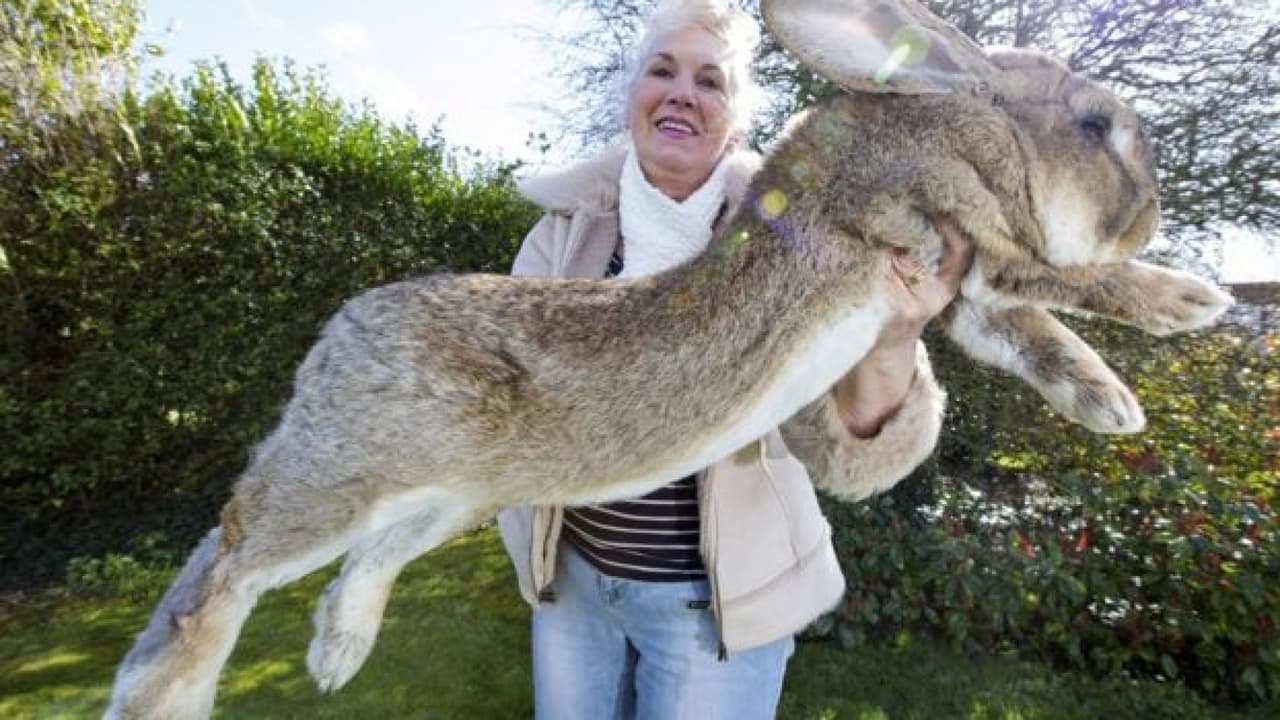 <b>En video: Un conejo gigante murió durante un vuelo</b>
<br> El animal de más de 50 libras era hijo del que es considerado el conejo más grande del mundo, y estaba siendo transportado de Londres a Chicago. La compañía lamentó la muerte.