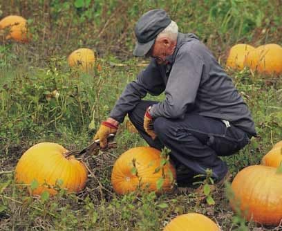 Pharmer (mezcla de granjero y farmacéutico) La modificación genética es ya una realidad y poco se puede hacer para detenerla. En tan solo cinco años más, la cantidad de alimentos por metro cuadrado será cada vez mayor, así como los productos adicionados con todo tipo de sustancias. El granjero tradicional tendrá que estudiar ahora farmacología.Fecha prevista: 2015Posibles estudios: ingeniería agrónoma, farmacia, ingeniería genética