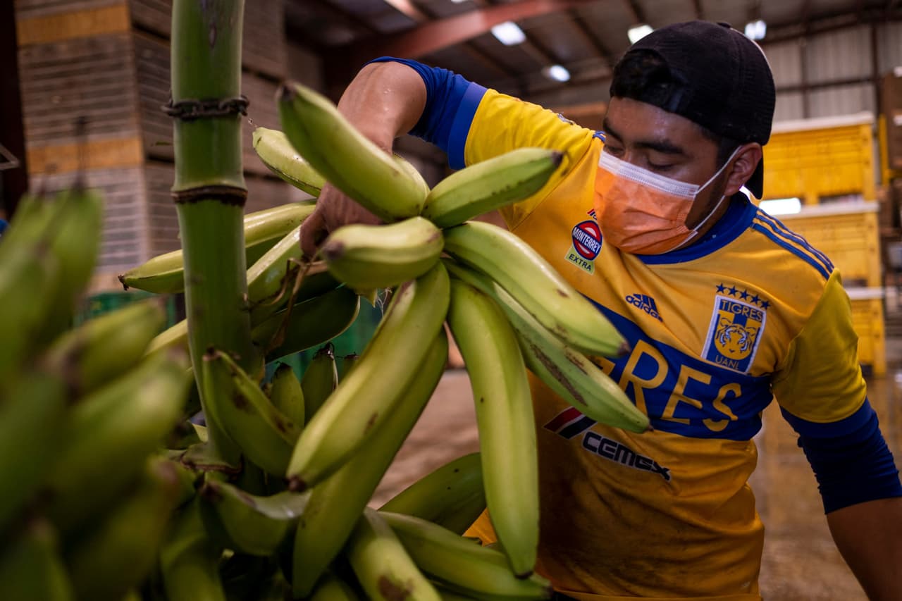 "El pueblo mexicano se distingue por ser gente de trabajo, nos llena de orgullo saber que manos mexicanas están cultivando los alimentos que irán a la mesa de miles de puertorriqueños",dijo el consulado al presentar a los trabajadores.
<br>
<br>
<br>