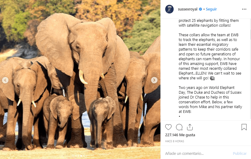 "Estos collares permiten al equipo de EWB rastrear a los elefantes, así como aprender sus patrones migratorios esenciales para mantener sus corredores seguros y abiertos para que las futuras generaciones de elefantes puedan deambular libremente. En honor a este increíble apoyo, EWB ha nombrado a su elefante, con collar más reciente, ¡ELLEN! ¡No podemos esperar a ver a dónde irá!", agregaron.