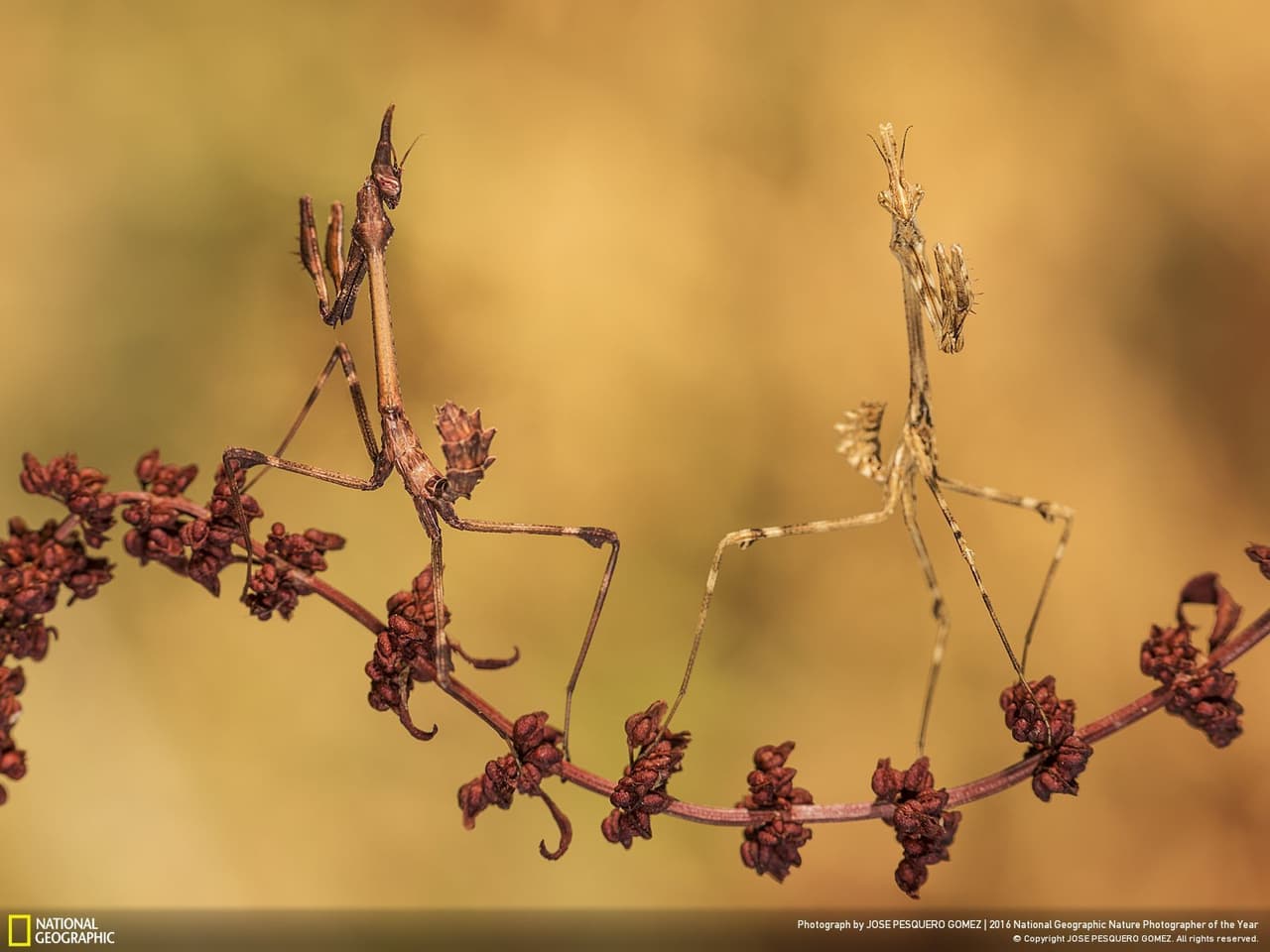 El fotógrafo José Pesquero quiso enviar un mensaje de unión con esta foto de dos Empusa Pennata que fue elegida como el tercer mejor retrato de animales del año. "La amistad no conoce de color, nacionalidad, raza o nivel social, tampoco de edad ni género. La amistad no conoce distancias".