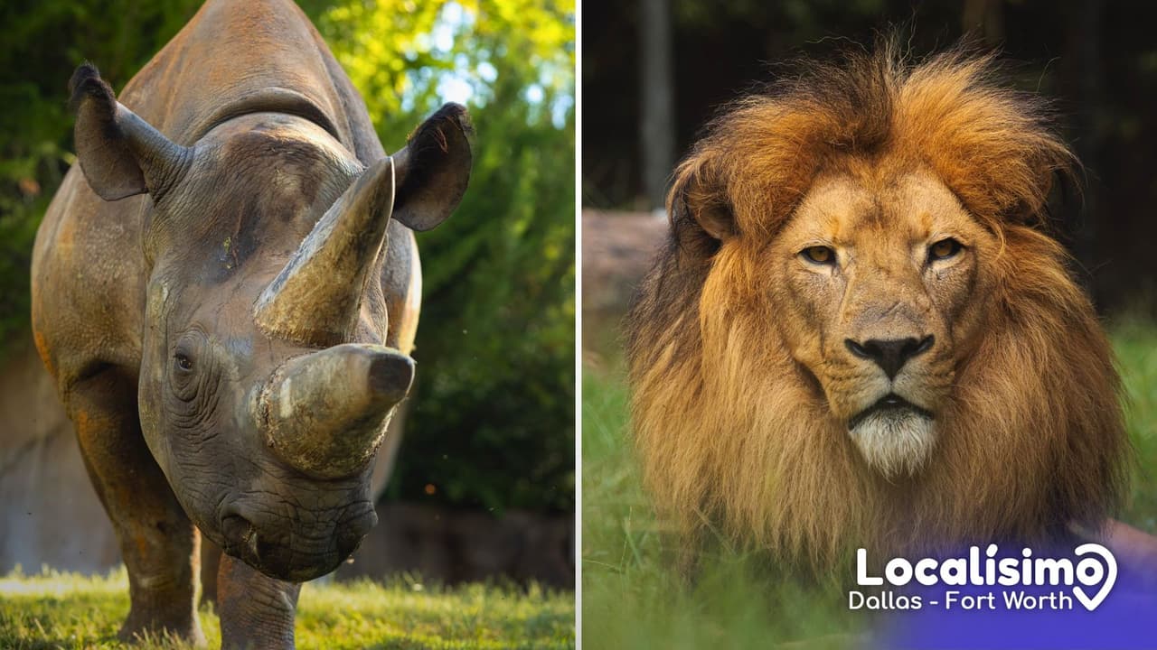 <h3 class="cms-H3-H3">Un Halloween sin sustos, pero con mucha magia</h3> “Boo at the Zoo” es 
<b>la versión más amable del Halloween tejano.</b> En lugar de gritos, hay colores otoñales, música, animales y dulces en cada esquina. Es el tipo de plan donde 
<b>los niños se disfrazan de superhéroes, los padres toman fotos con elefantes y todos terminan riéndose frente a una calabaza gigante</b>. El evento incluye 
<b>estaciones de dulces, espectáculos con animales, actividades temáticas y zonas para fotos.</b> 
<br>No es un recorrido de miedo: 
<b>es un espacio para celebrar, aprender y disfrutar juntos.</b>