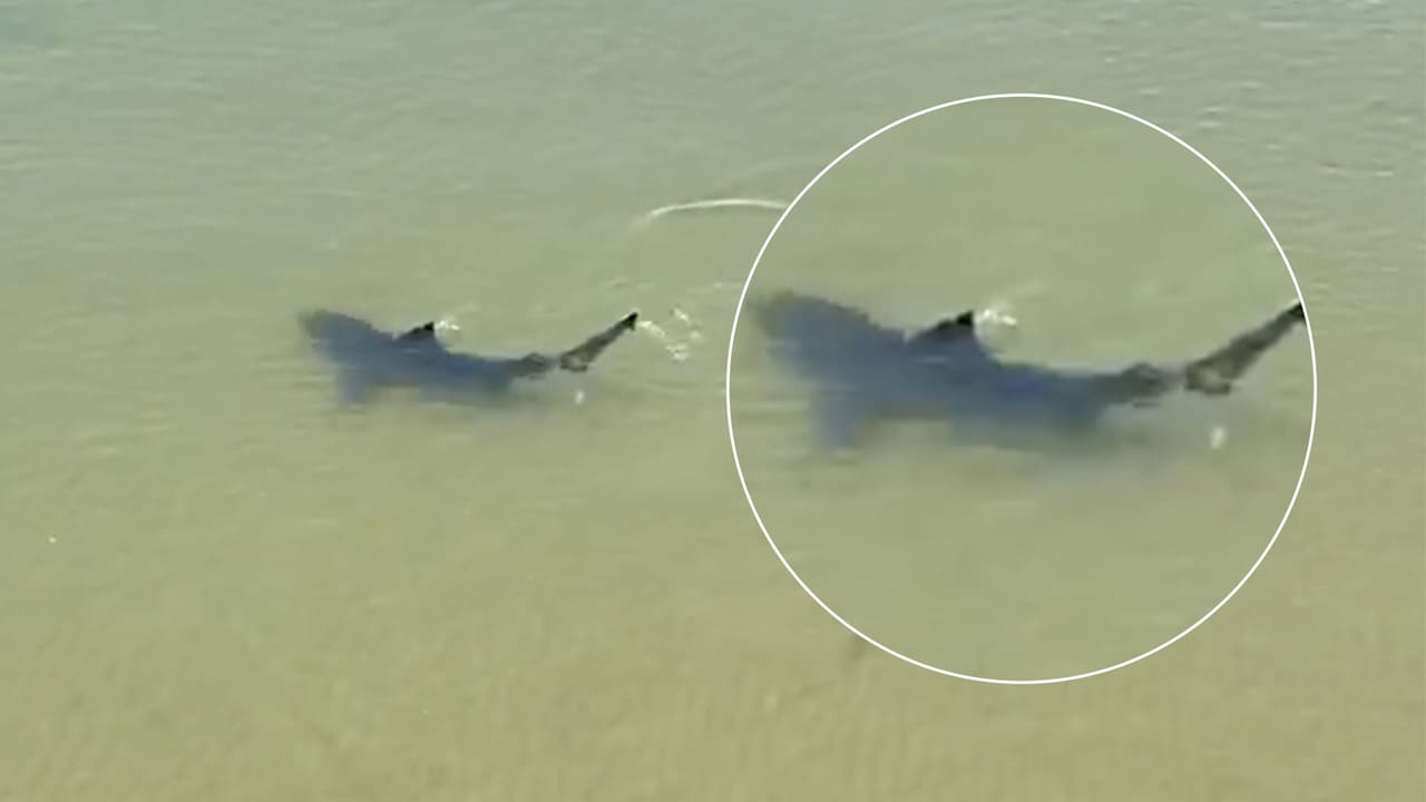En la costa de Texas los tiburones más mortíferos que se pueden encontrar son los 
<b>toro y los blancos</b>. Las playas de Texas donde más se han encontrado tiburones son en 
<b>Surfside Beach, Galveston, La Isla del Padre, Mustang Island y Pirates Beach.</b>
<br>