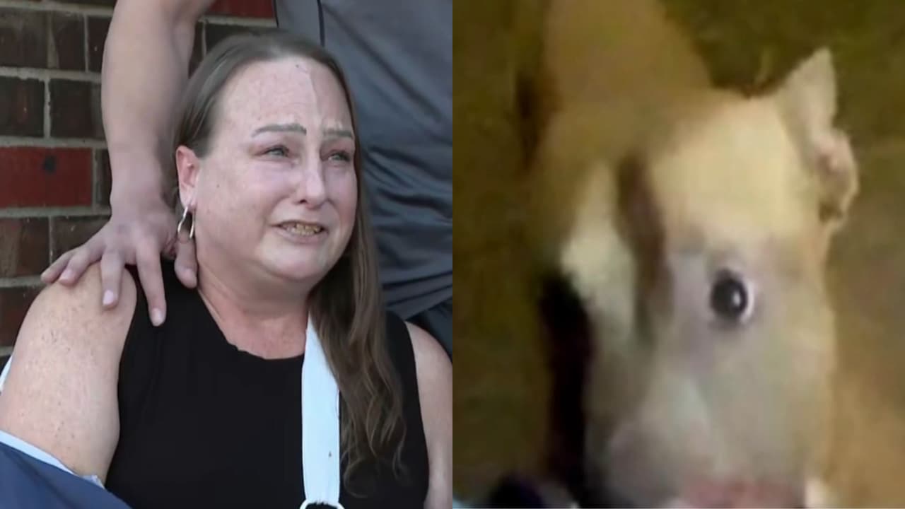 Buscan a la dueña del pitbull que atacó a una mujer y la dejó al borde de la muerte en un parque de Layworth