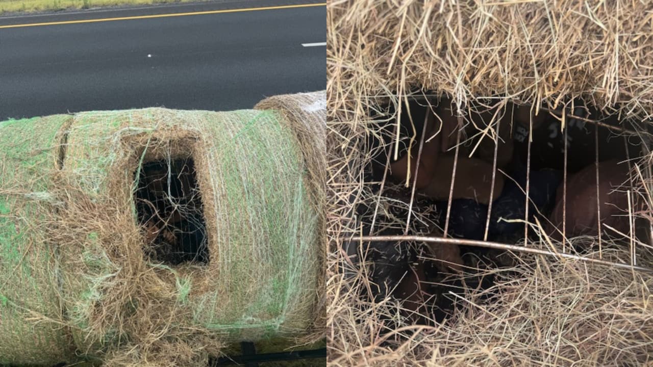 Hallan a 12 indocumentados ocultos en pacas de heno en Texas: hay dos arrestados por tráfico de personas