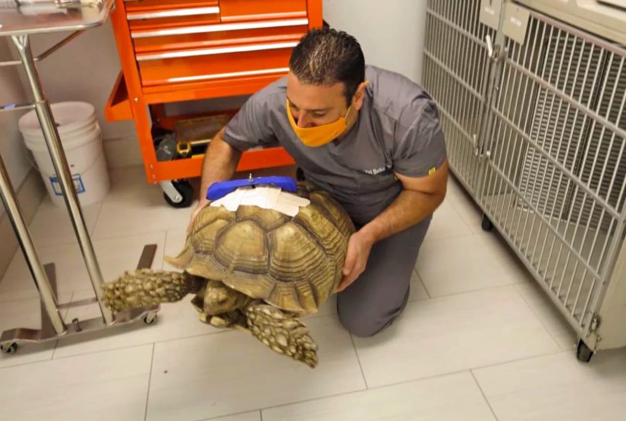 “Abusar de un animal indefenso es intolerable. Este incidente subraya la necesidad de seguir colaborando con profesionales de la salud mental. Estoy agradecido porque gracias al entrenamiento de nuestros oficiales de intervención de crisis pudieron realizar un arresto sin poner en riesgo a los participantes”, dijo el jefe policíaco de San José.