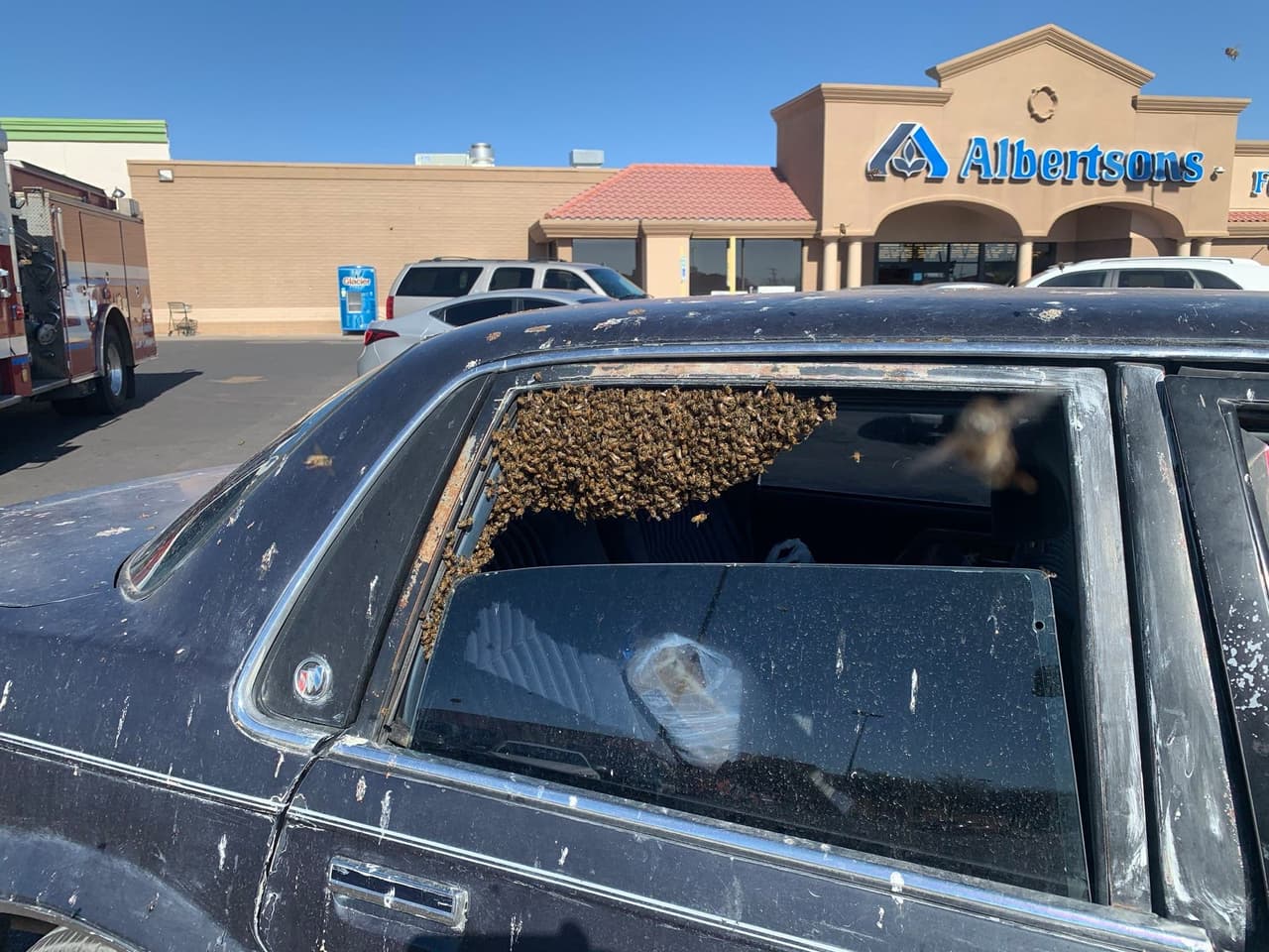 Se fue 10 minutos al supermercado y al volver a su auto se encontró 15,000 abejas