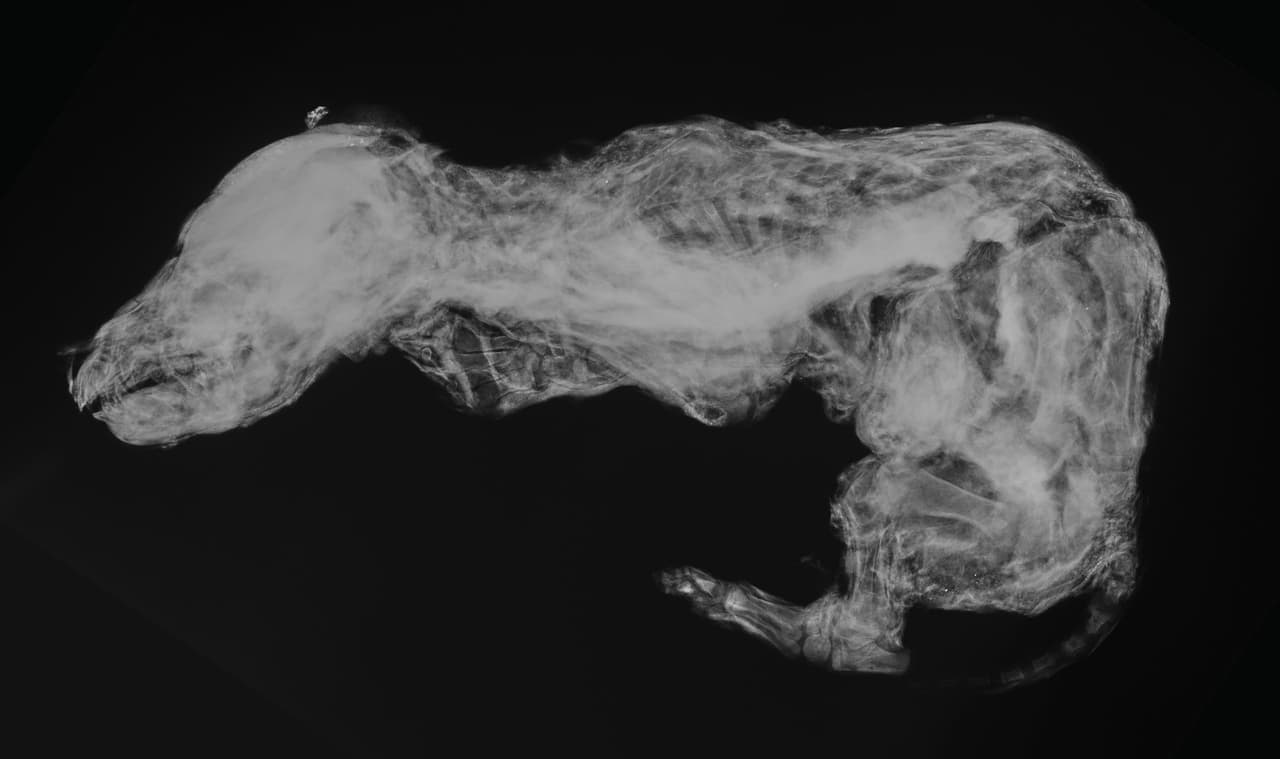 Una toma de rayos X del cachorro de lobo compartida por el gobierno de Canadá y el Instituto de Conservación de Canadá a Univision Noticias.